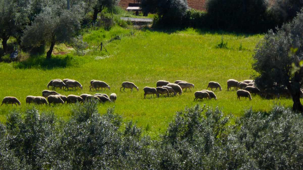 Η φωτογραφία της ημέρας: Επιστροφή στις…ρίζες!