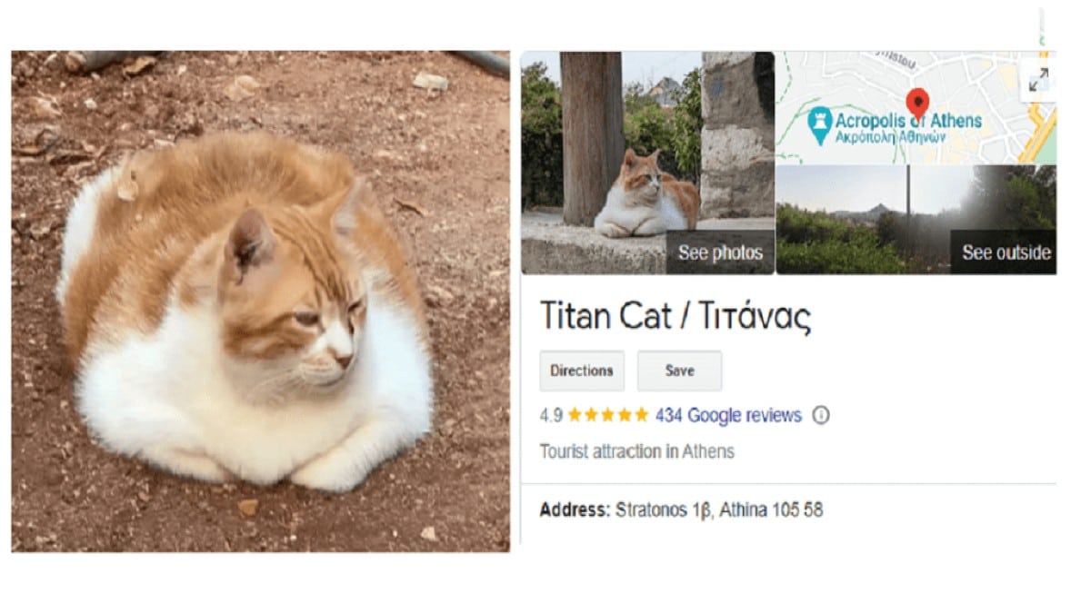 «Τιτάνας»: Παγκόσμια ατραξιόν στο Google Maps ο ευτραφής γάτος που… αράζει στη σκιά της Ακρόπολης! (videos)