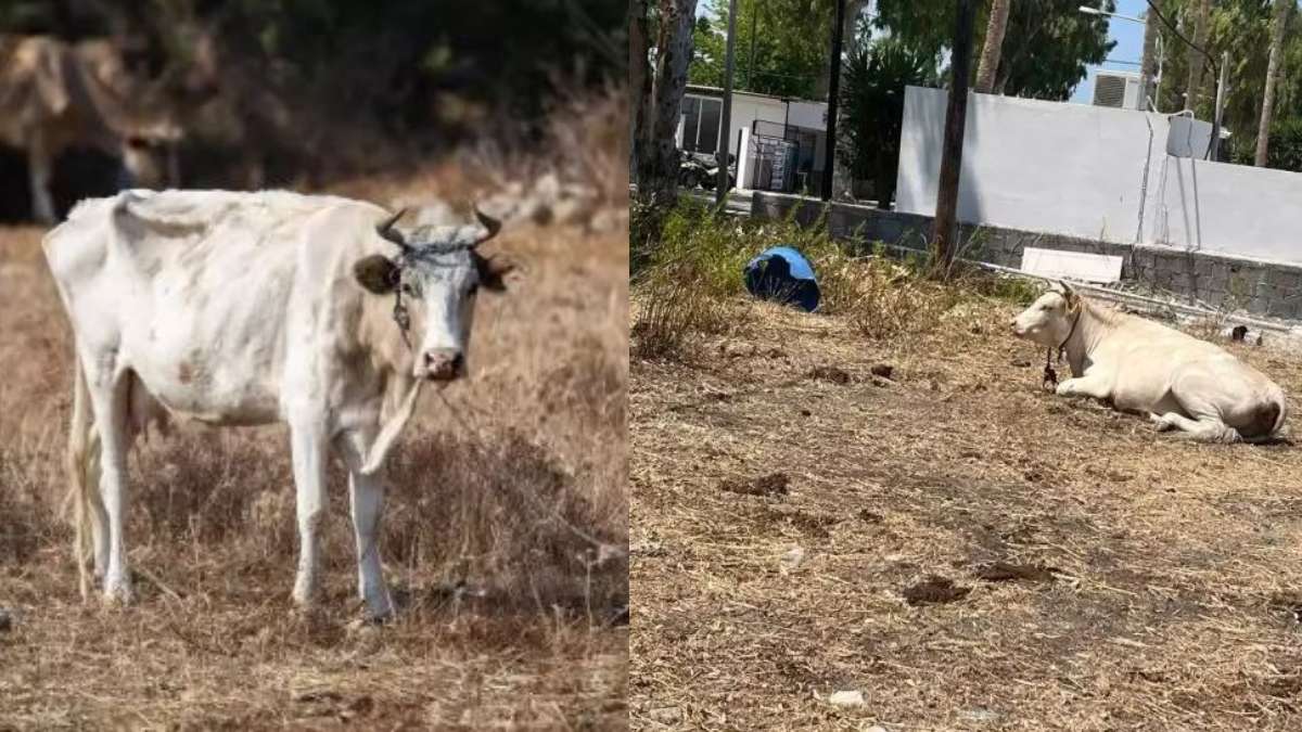 Καταγγελία για κακοποίηση αγελάδων στην Κω: Βρέθηκαν με τραύματα και δεμένες από το λαιμό (photos+video)