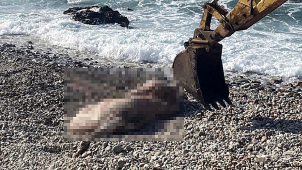 Φρίκη στη Νάξο: Αγελάδα ξεβράστηκε με δεμένα πόδια και χωρίς κεφάλι βρέθηκε σε παραλία (video)