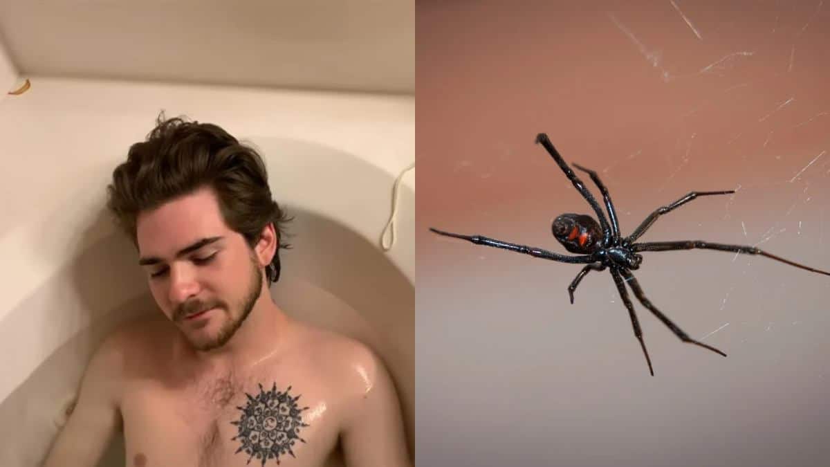 Τι φιντάνι είναι αυτό: Youtuber άφησε Μαύρη Χήρα να τον δαγκώσει – «Είναι ο πιο οδυνηρός πόνος που έχω νιώσει» (video)