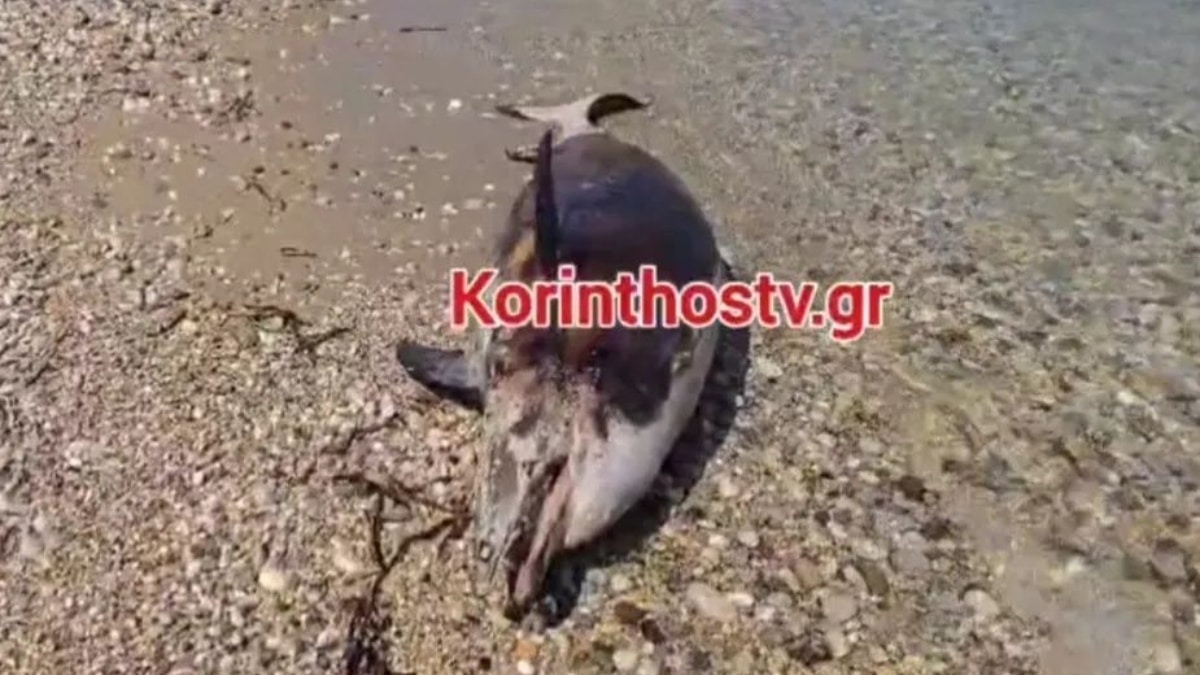 Θλιβερό θέαμα: Ξεβράστηκε νεκρό δελφίνι σε παραλία της Κορινθίας (video)