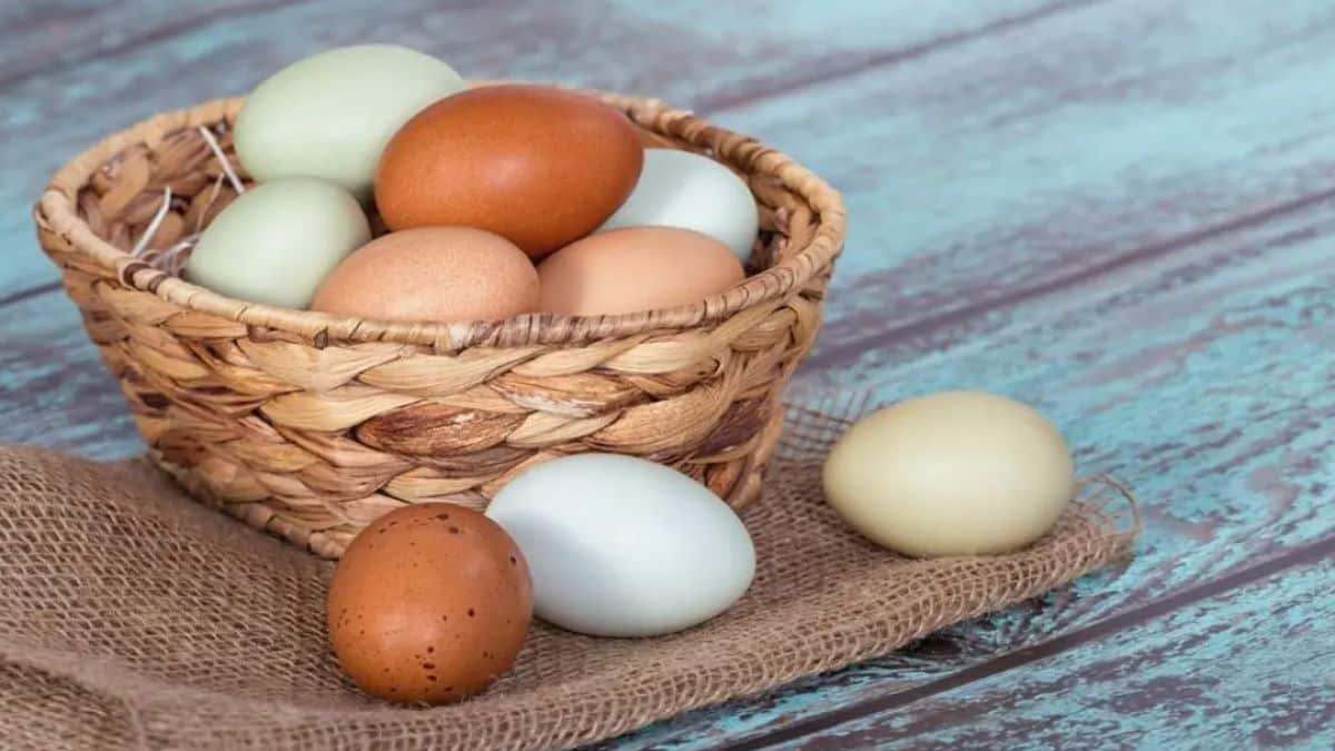 Τρώτε αυγά καθημερινά; Δείτε τι θα συμβεί στο σώμα σας – Πώς επηρεάζουν την υγεία της καρδιάς