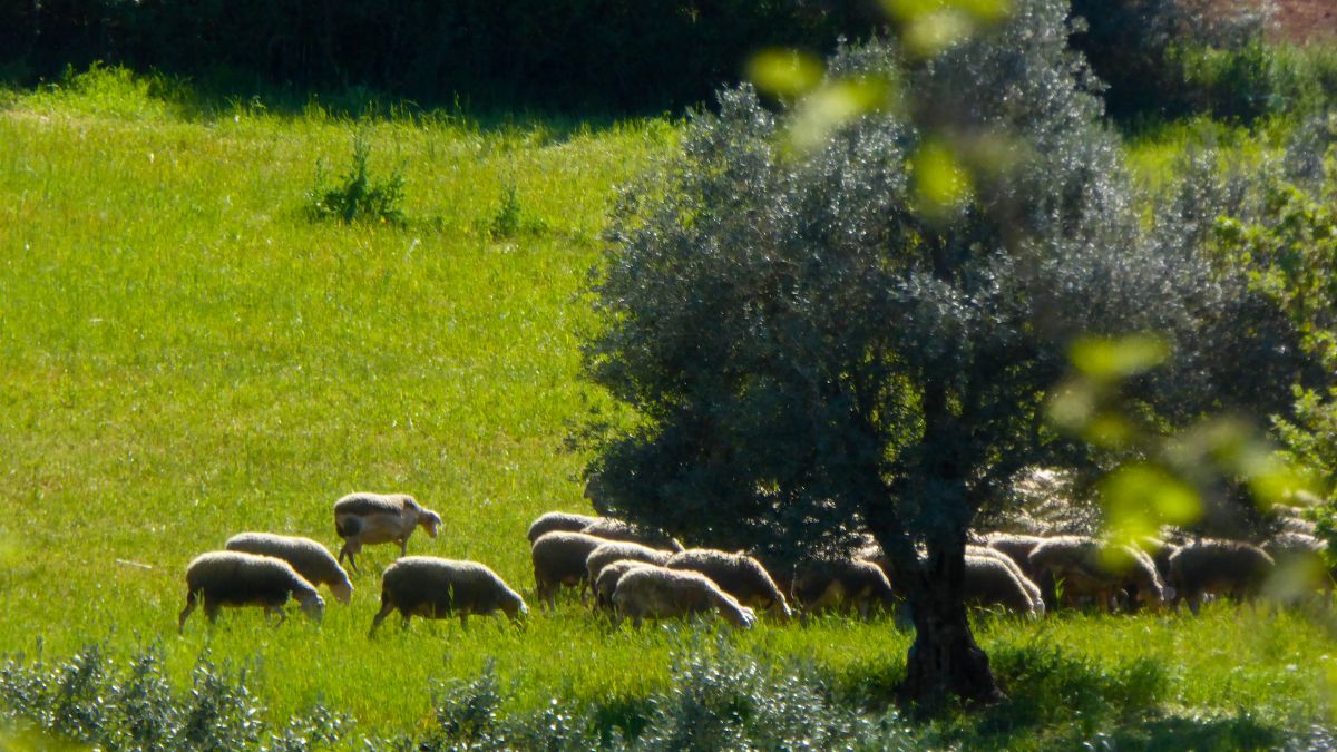 Συναγερμός στην Κόρινθο: Εντοπίστηκε κρούσμα ευλογιάς των προβάτων – Κλείνουν τα σφαγεία στη χώρα