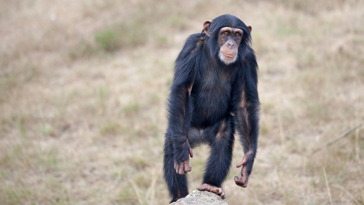 «Humanzee»: Υβρίδιο ανθρώπου και χιμπατζή αναπτύχτηκε σε εργαστήριο;