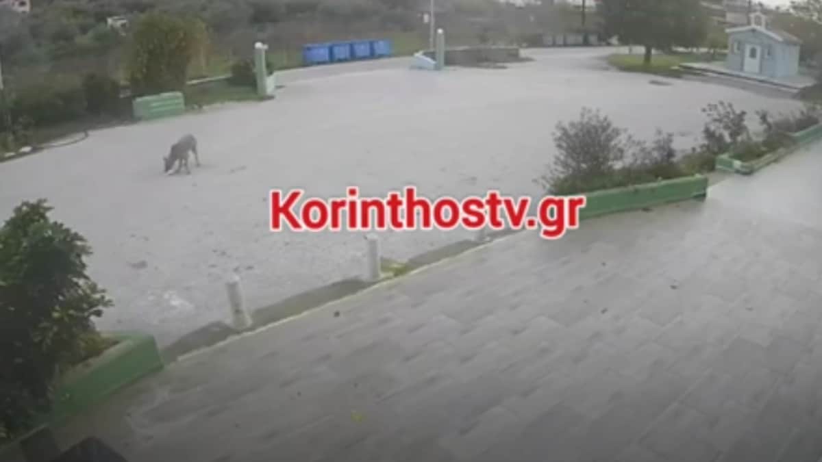 Λύκοι επιτέθηκαν σε αδέσποτα ζώα στο Λουτράκι και τα κατασπάραξαν – Δείτε το σοκαριστικό βίντεο