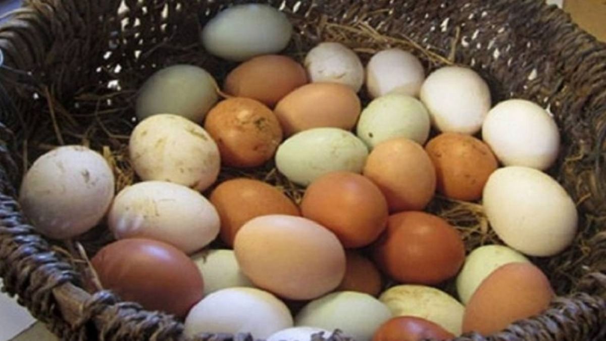 Μυστικά διατροφής για περισσότερα αυγά: Πως θα γεννάνε οι κότες ασταμάτητα;